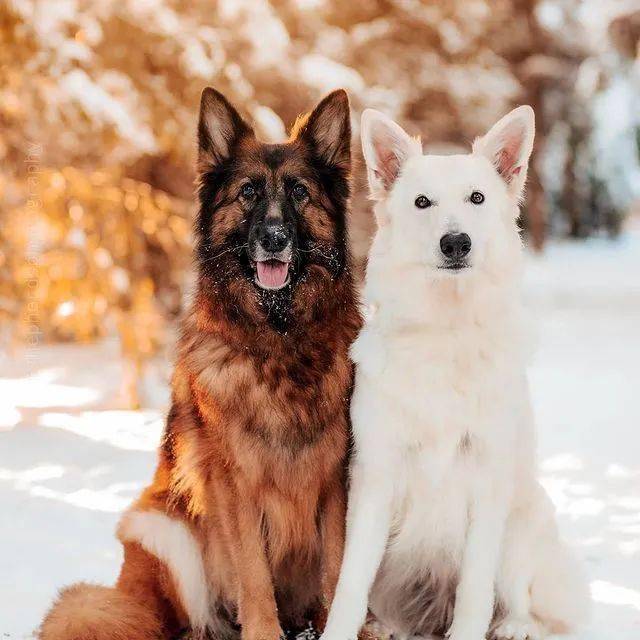 硬汉黑德牧x优雅白德牧,满满的cp感,代到了!