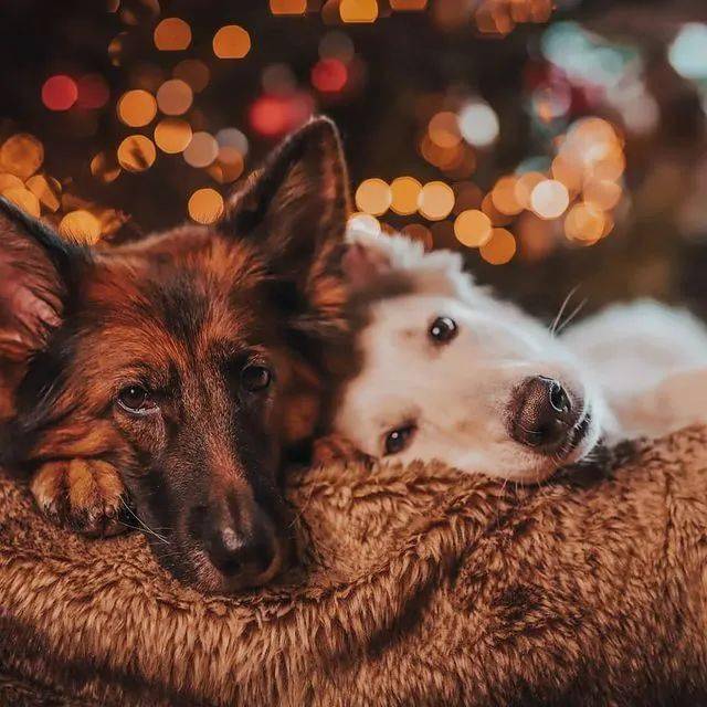 硬汉黑德牧x优雅白德牧,满满的cp感,代到了!