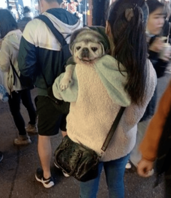 主人抱狗子去逛夜市,路人看到后惊呼:你养的是树懒吗?_钱钱
