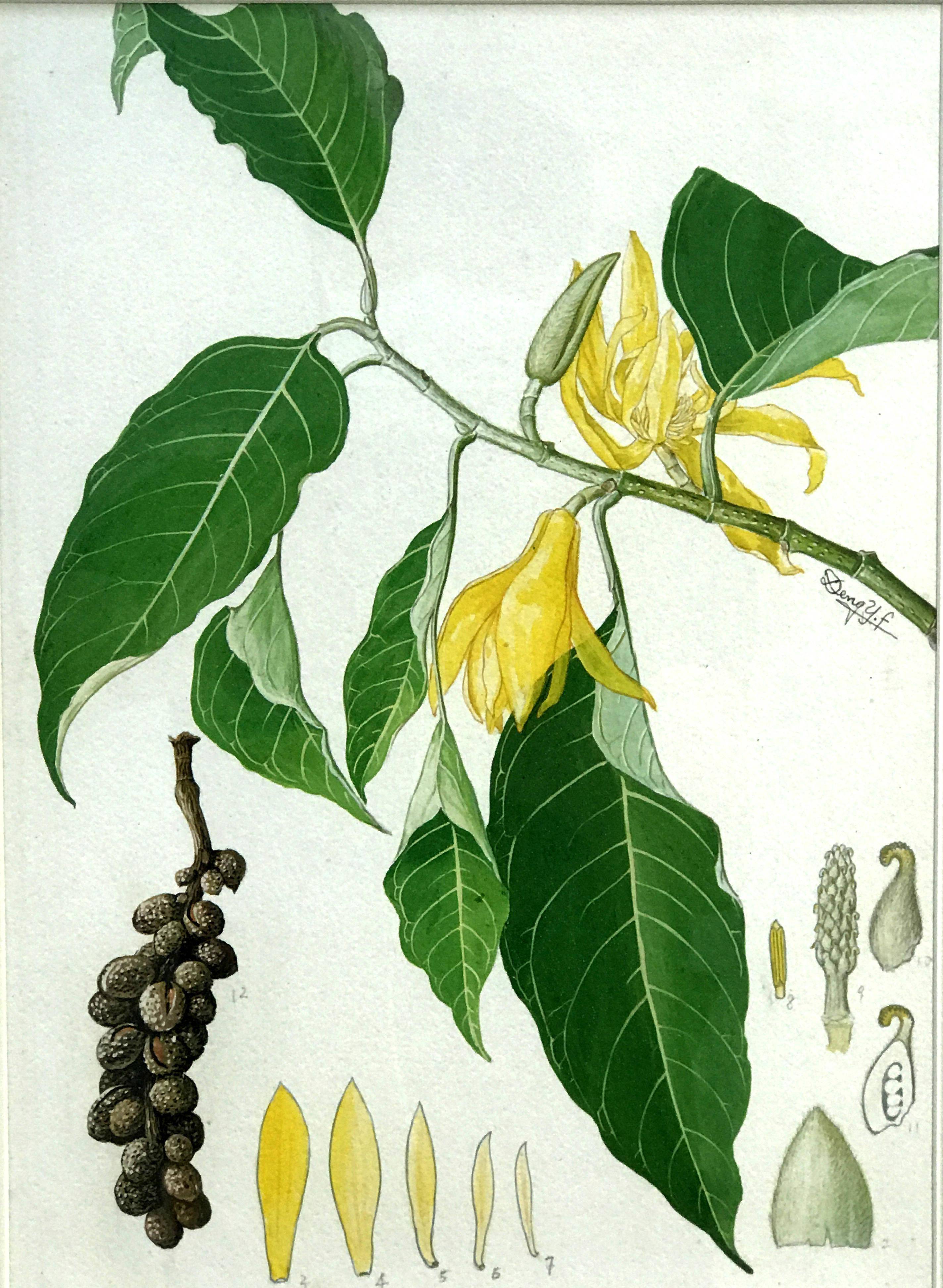 不容错过!这里展出植物画家笔下的木兰科植物画作