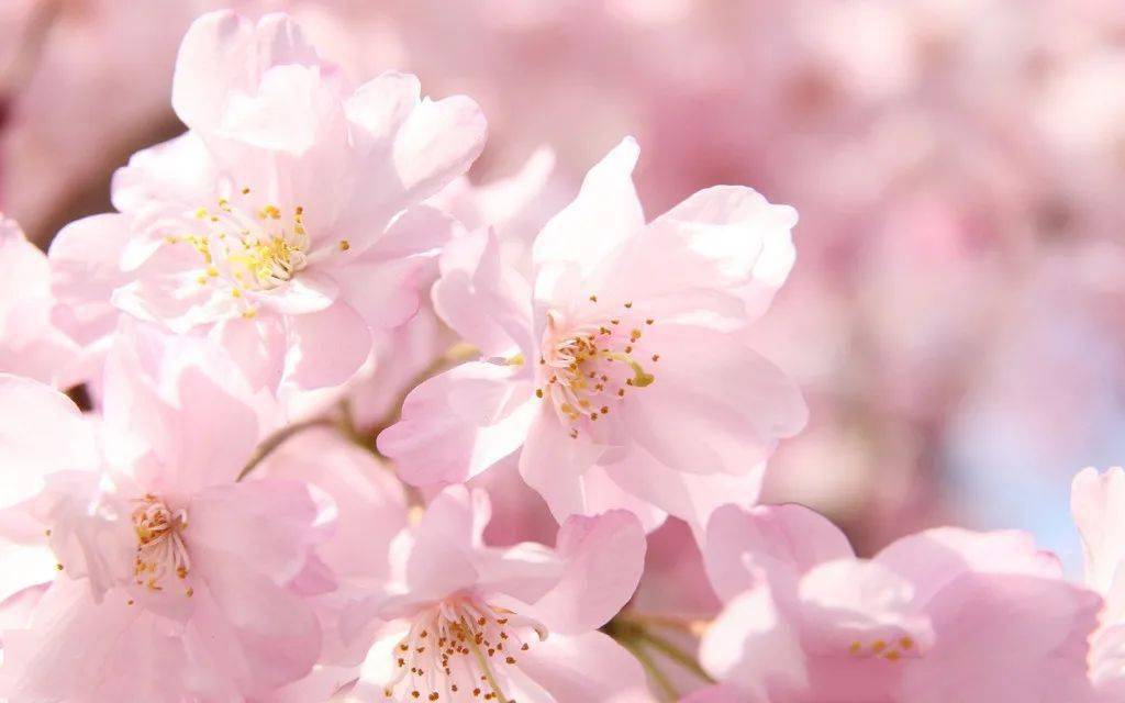 【灵宝樱花园】三月的春天，樱花想见你！