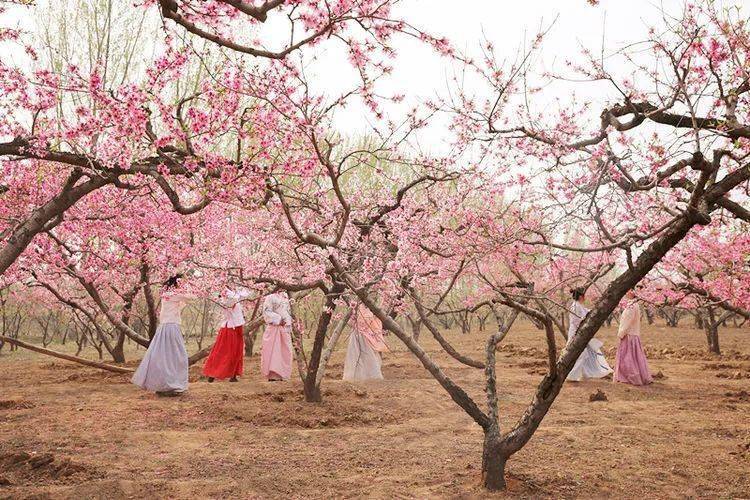 香山植物园桃花节图片