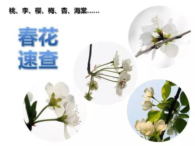 春花速查 之桃 李 樱 梅 杏 海棠 植物