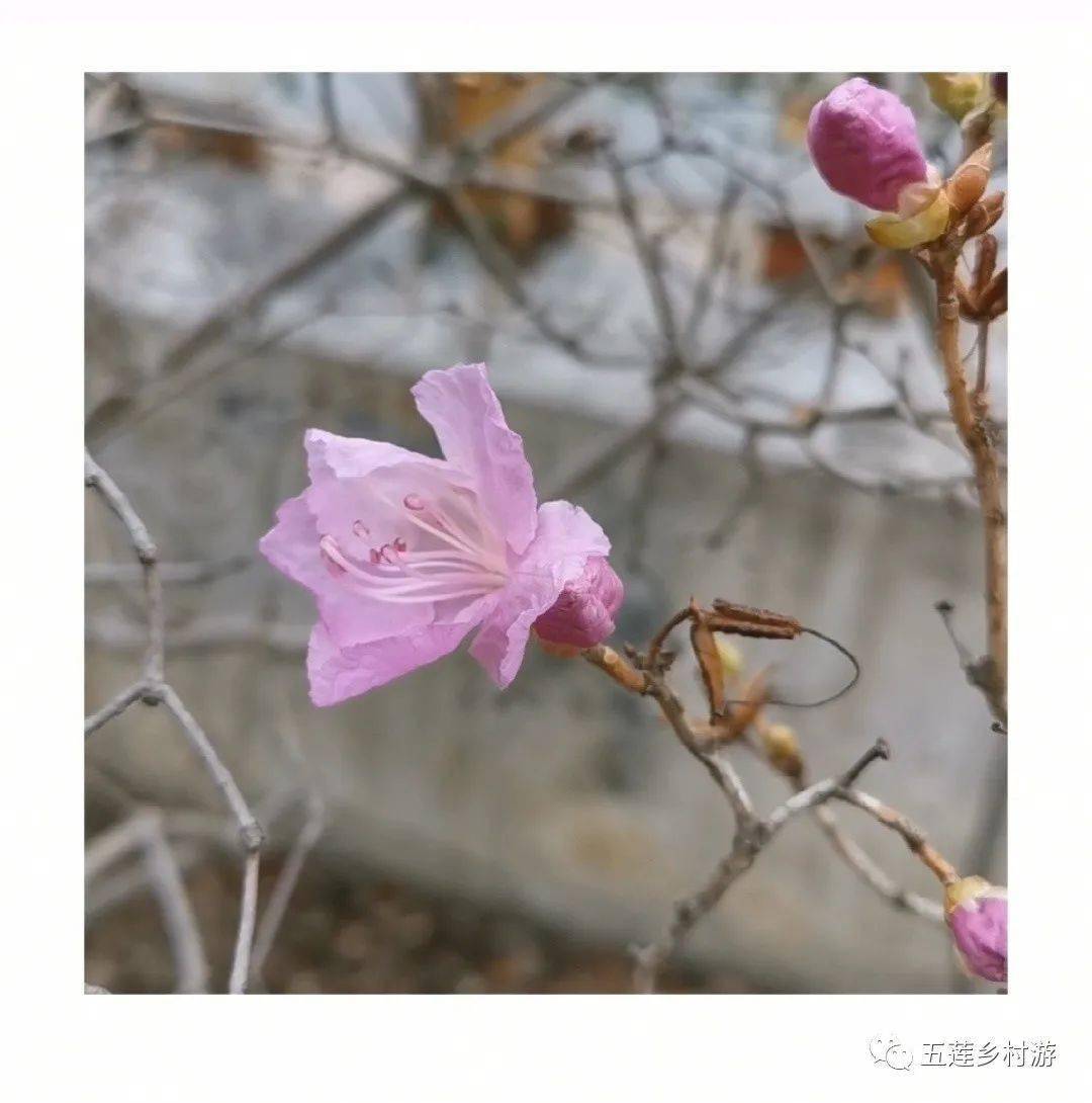 春寒料峭中 看见蓝槿花开了 花儿