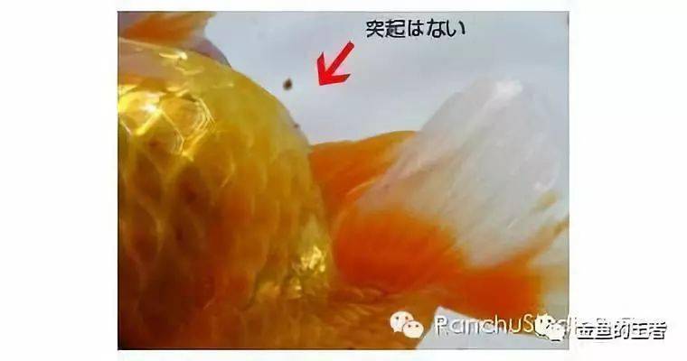 草金鱼雌雄分辨图片
