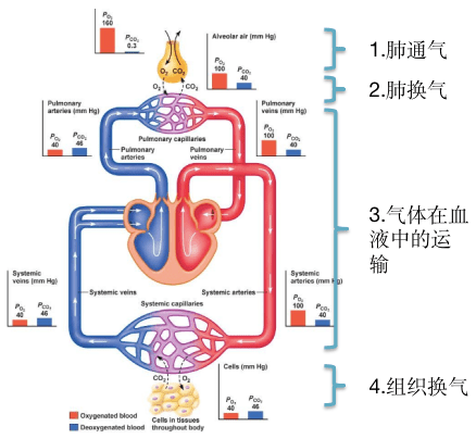 有氧呼吸图解详细图片