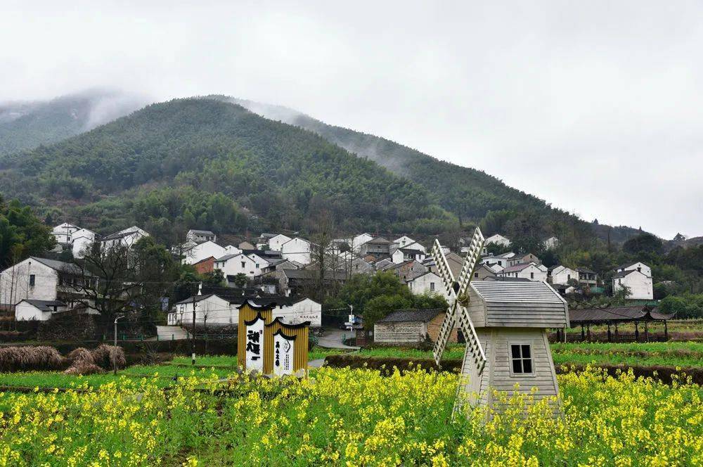 宁波这村庄油菜花开始盛放，白墙青瓦矗立烟雨中，犹如画卷~