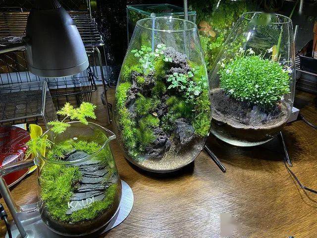 苔藓微景观作品欣赏