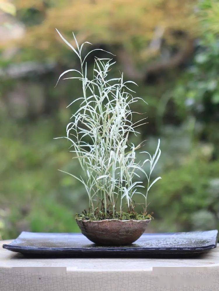 日本山野草盆景品种十和田アシ