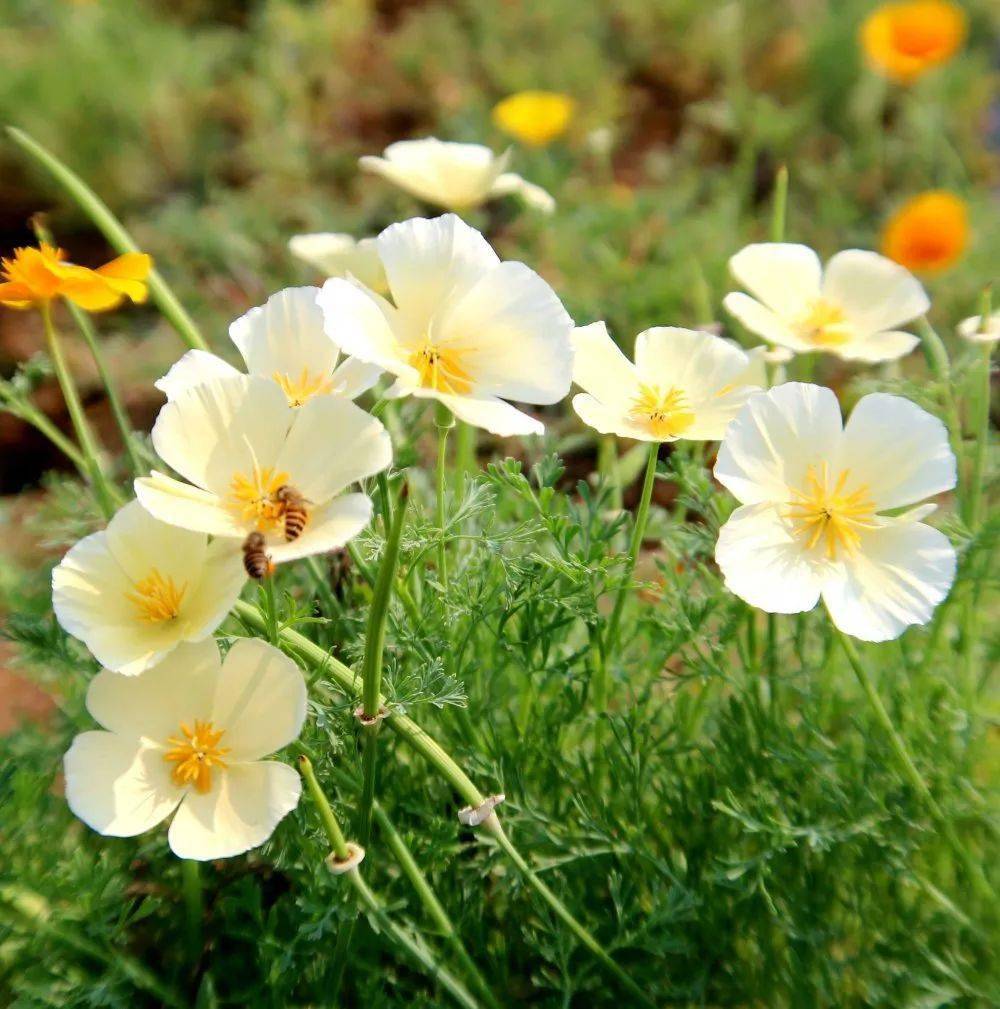 园博园花菱草霸气上线女神花样过节