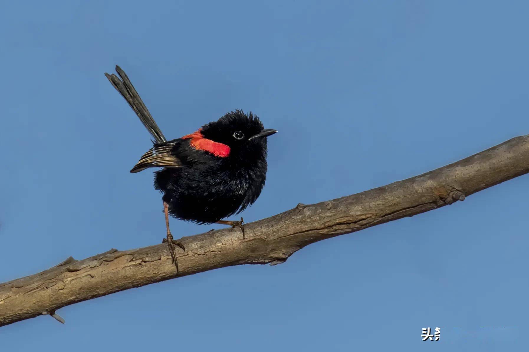 红背细尾鹩莺晓阳george摄影
