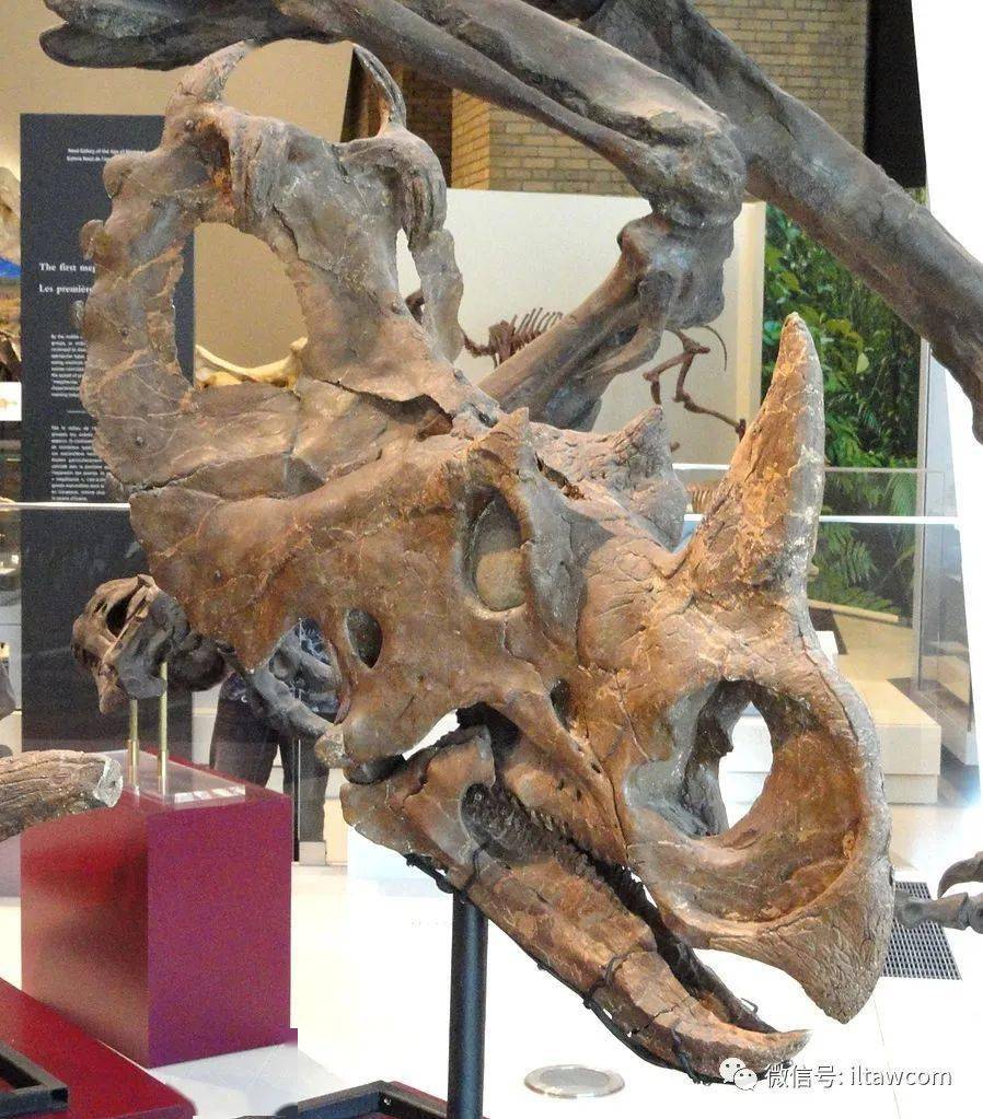 恐龙世界尖角龙