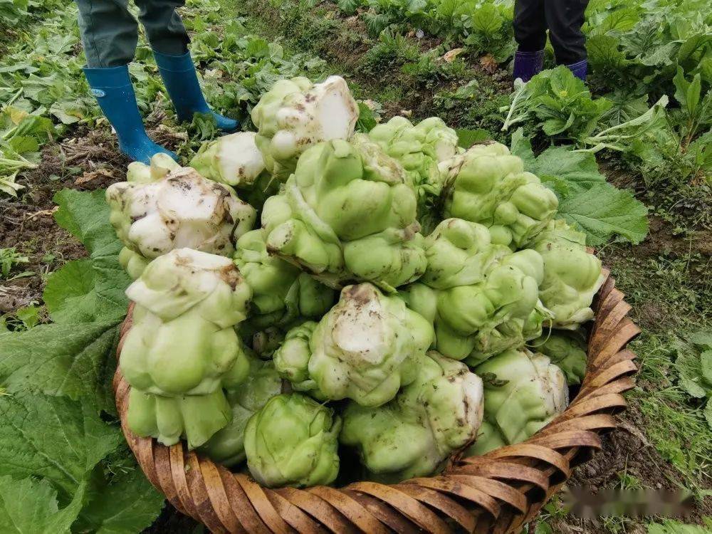 关注天柱县坪地镇500亩榨菜喜获丰收