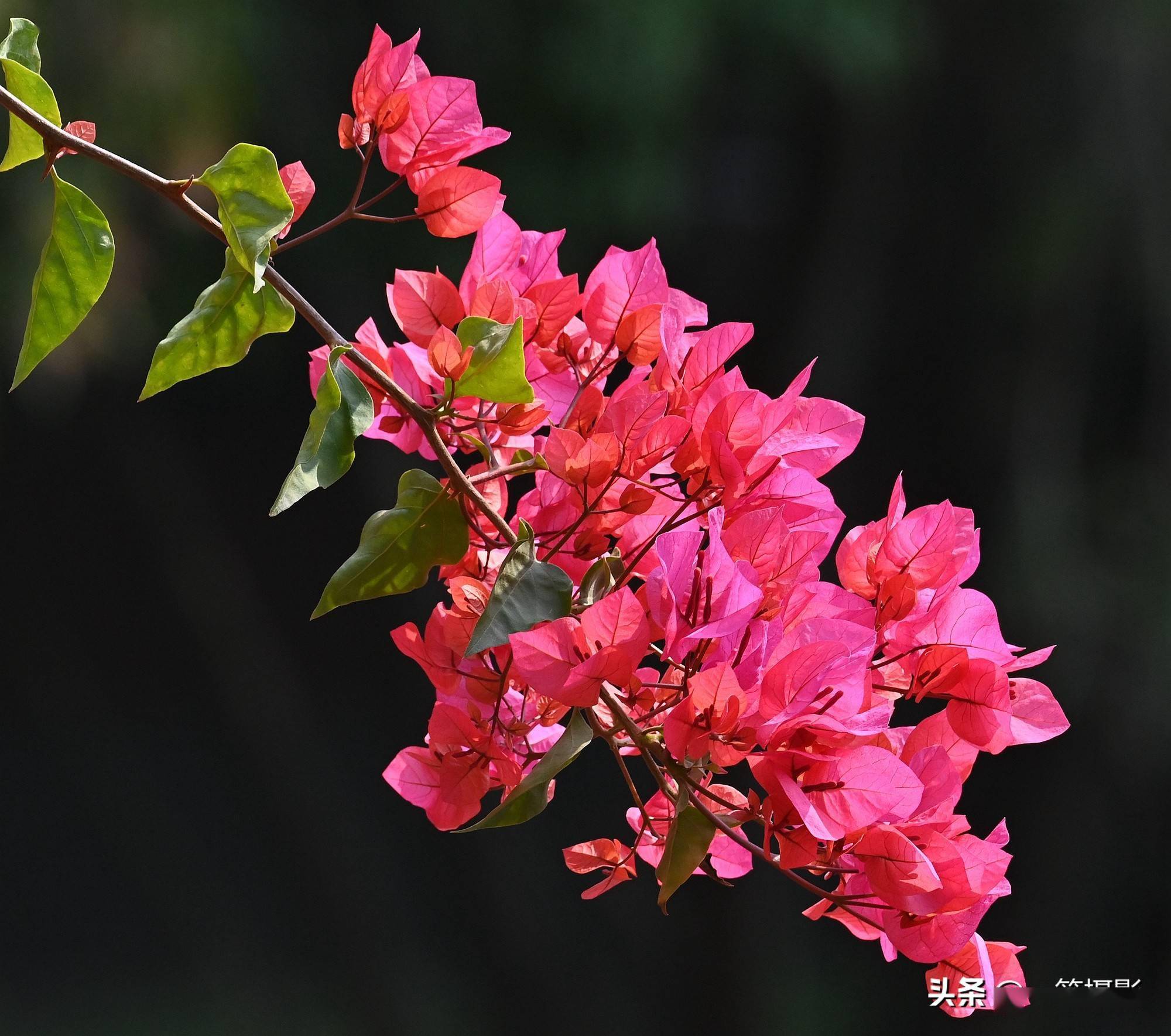 叶子花图片(叶子花图片大全500张)