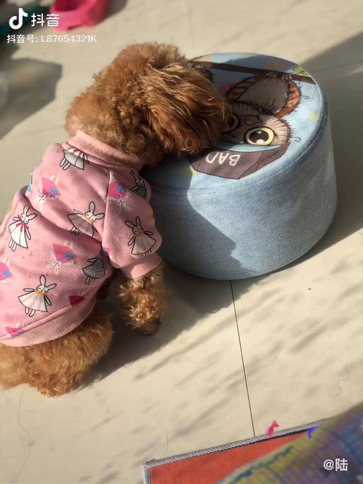 一只四肢快躺退化的狗子我家毛孩子