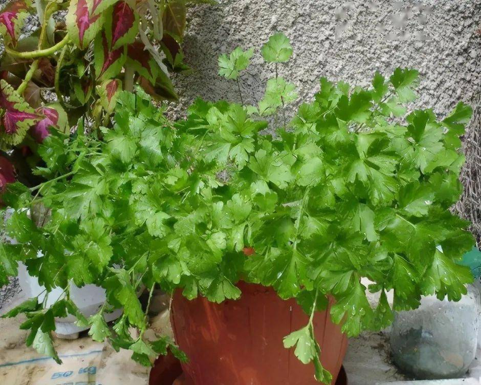 阳台种什么蔬菜最好长得快 d3b00413e2094f89853ba056ee6581a2.jpeg