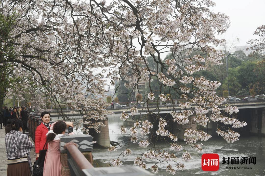 图集｜落英缤纷 “三.八妇女节”打卡泡桐花盛开的“网红”地