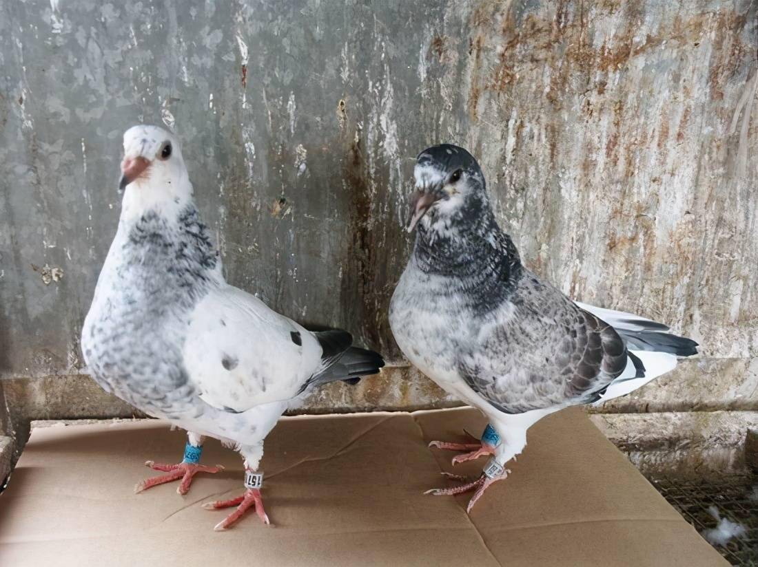 麒麟花的鸽子好看怎么配对获得