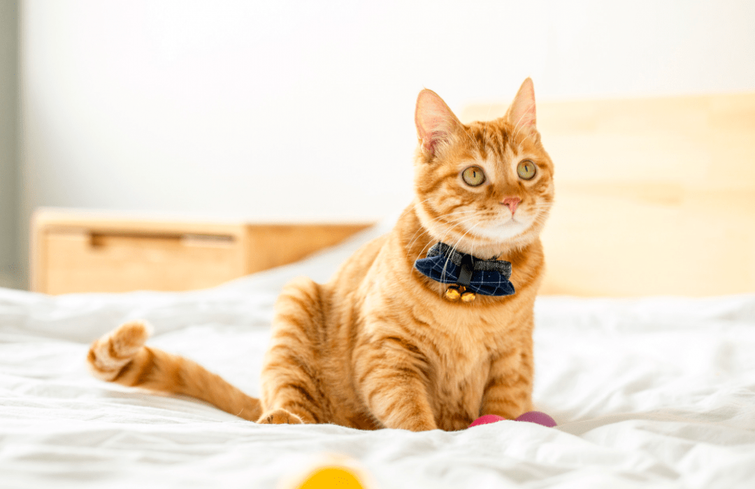 配图新的环境会增加他们对生活的兴趣,特别是年轻一些的猫,这对于动物