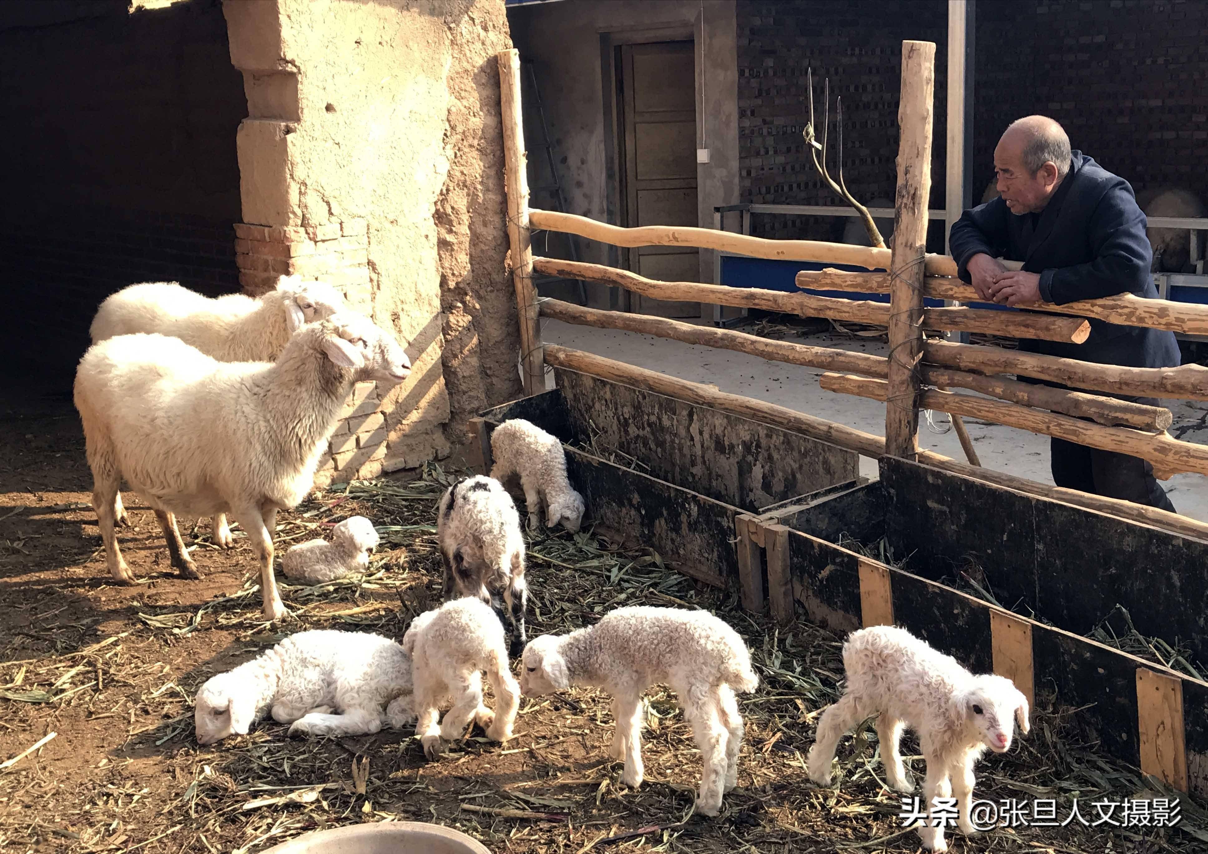 76岁养羊老人今天遇到高兴事 一天进账7000元 咋回事