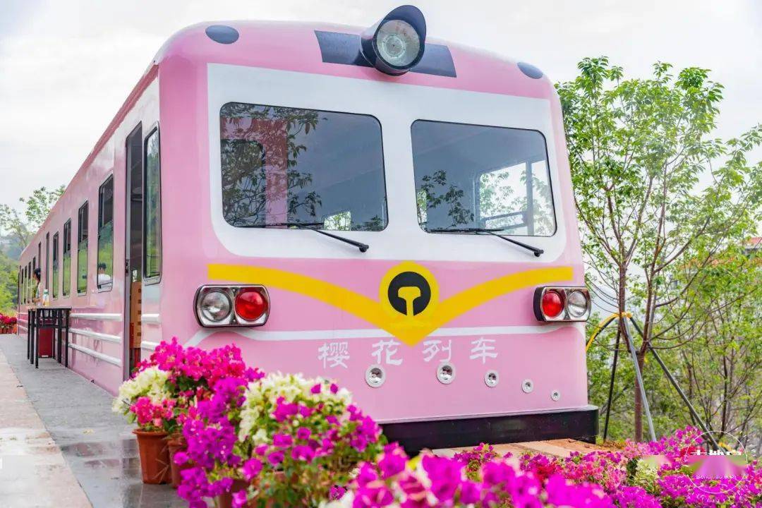 美爆了深圳粉色樱花列车来啦免费免预约