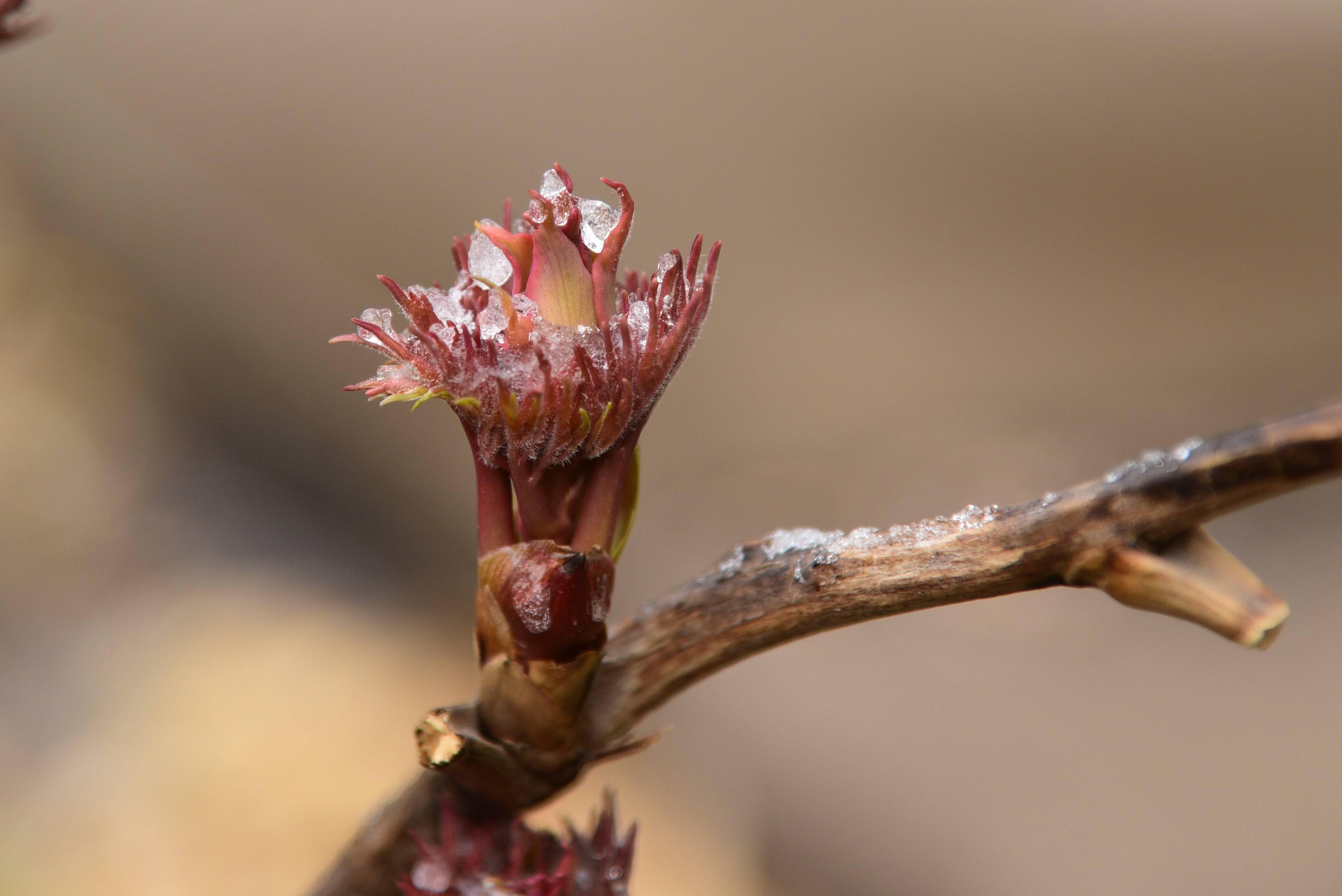 花鸟嬉春,生机勃发