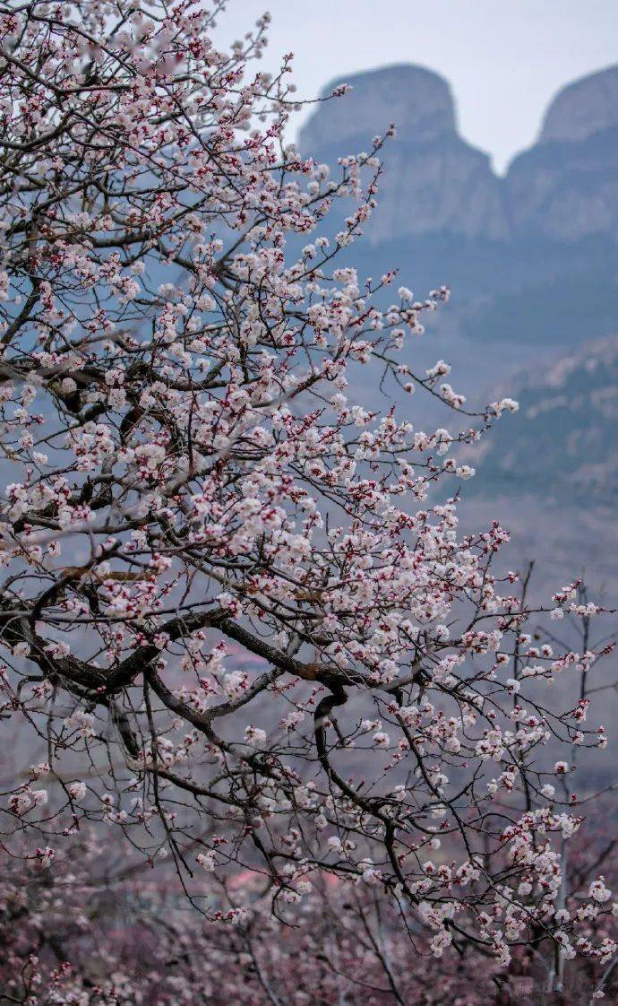 美哉长清魅力张夏杏花最美快来这里约会春天