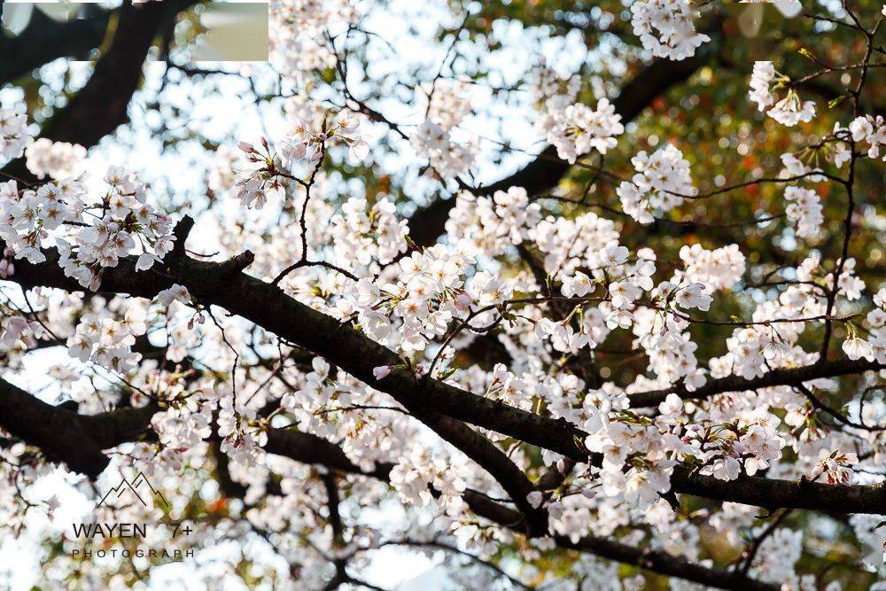 吹爆！宁波这10个赏樱胜地，粉色天堂美到开挂，不输北海道！