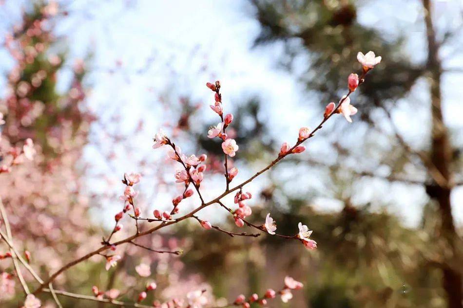 图：早春花枝俏，清水桃花朵朵开