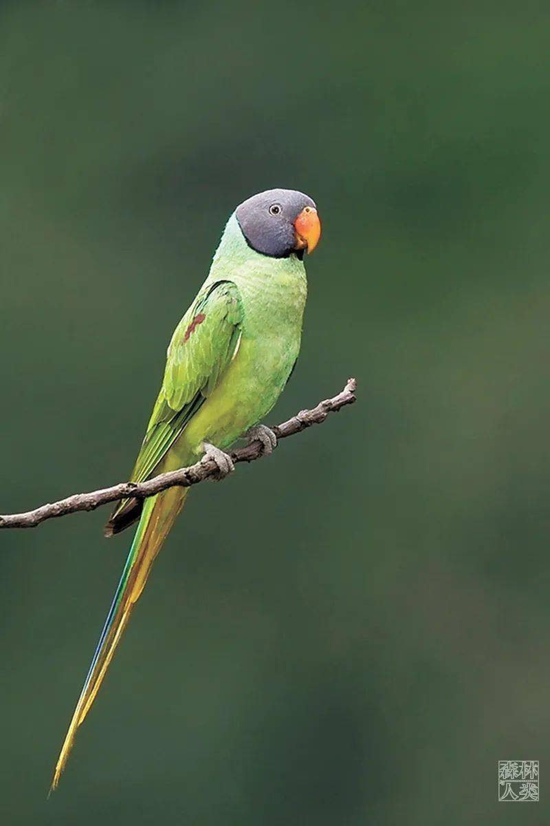 中国鸟种数量刷新1491种