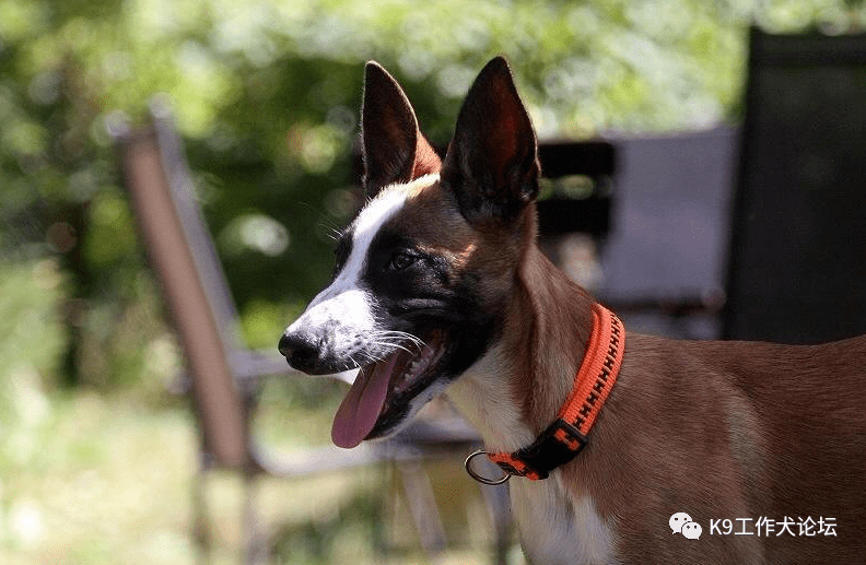 花脸大白胸另类马犬你喜欢吗