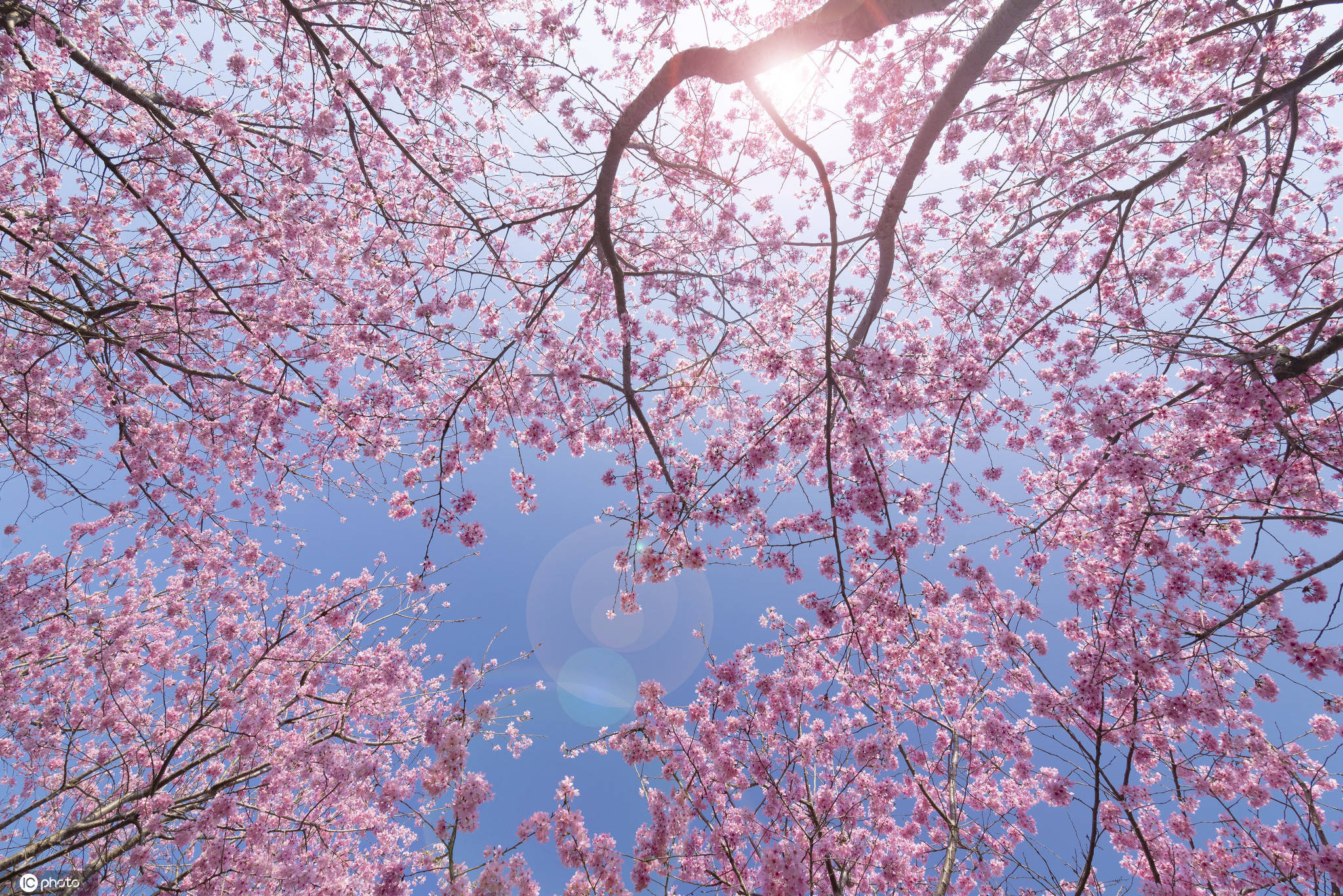 不止品读诗词里的春天：樱花烂漫几多时？3个城市网红赏花打卡地