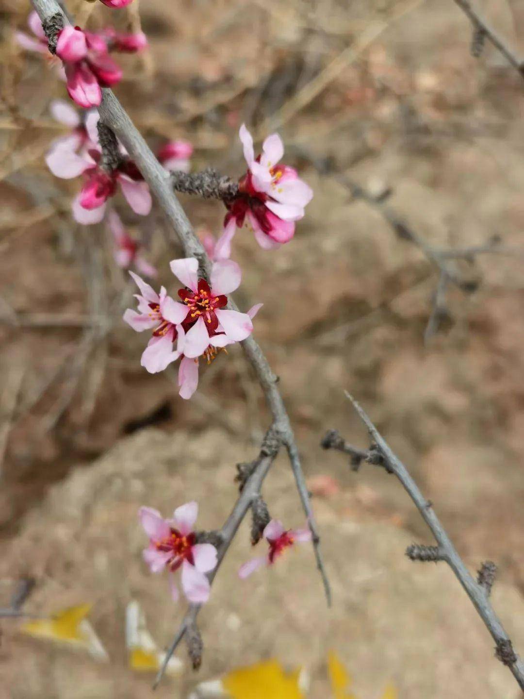 花枝什么颤成语_花枝鼠(5)