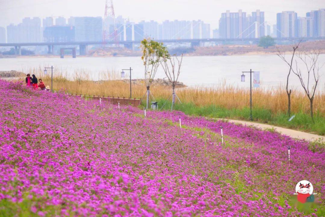 近50000平方米！福州超大片紫色花海盛开，正值花期赶紧约起！