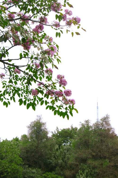 @街坊，越秀公园有棵粉花风铃木
