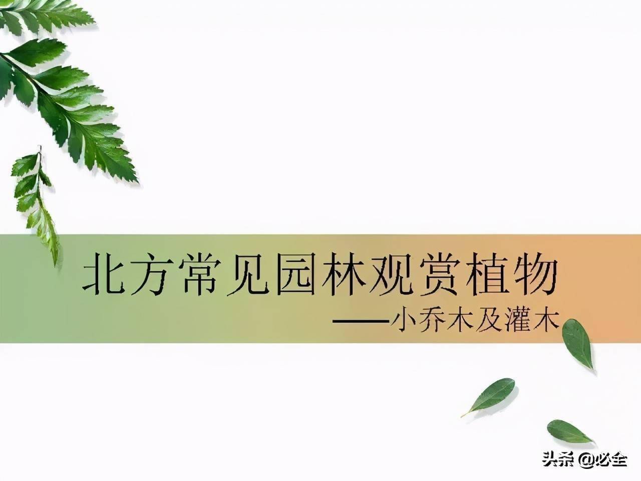 北方常見園林觀賞植物小喬木及灌木