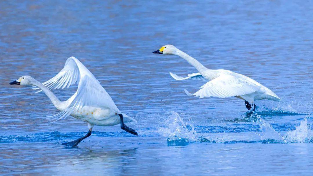 琉璃河湿地公园白天鹅图片