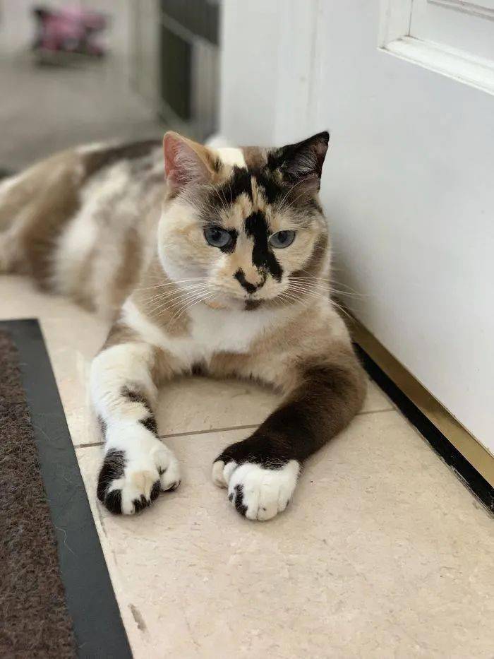 我家猫有32个脚趾多趾多福