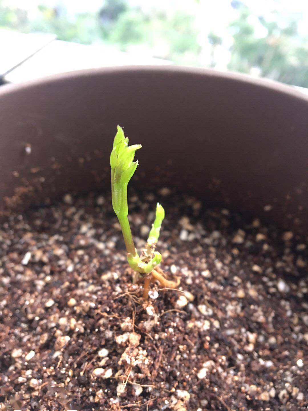 怎样让铁线莲小苗一年长两米?栽种时不下功夫,僵苗就成了必然