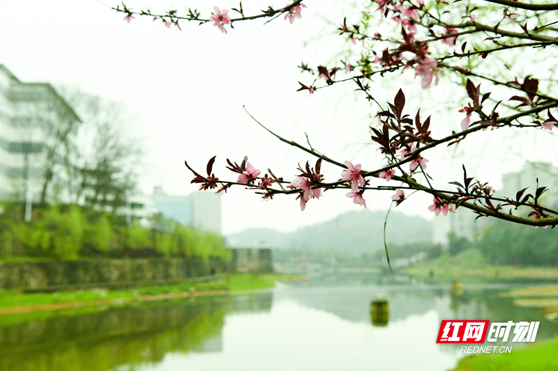 一場小雨淋溼了紅花綠葉,邵陽學院明德樓前,五泉湖畔,一抹綠色燦然勃