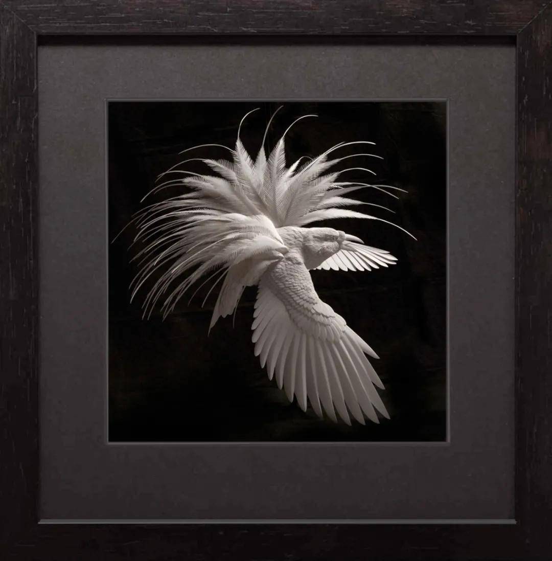 蜂鸟有多大 7d9242c8b4094eccae14cdb5d633cd04.jpeg