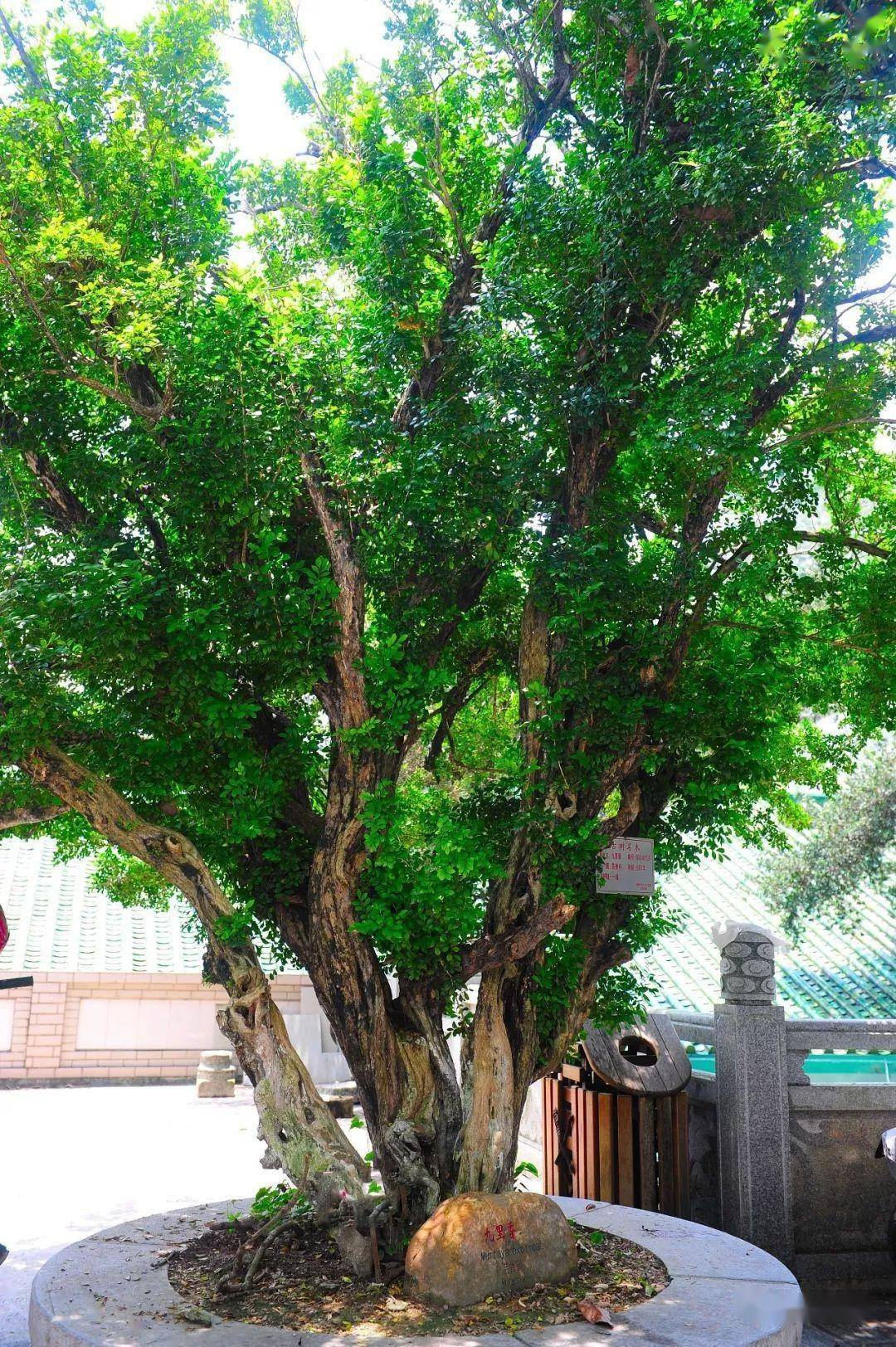 活了1270多年！惠州这棵“树王”还有神奇的灵性……
