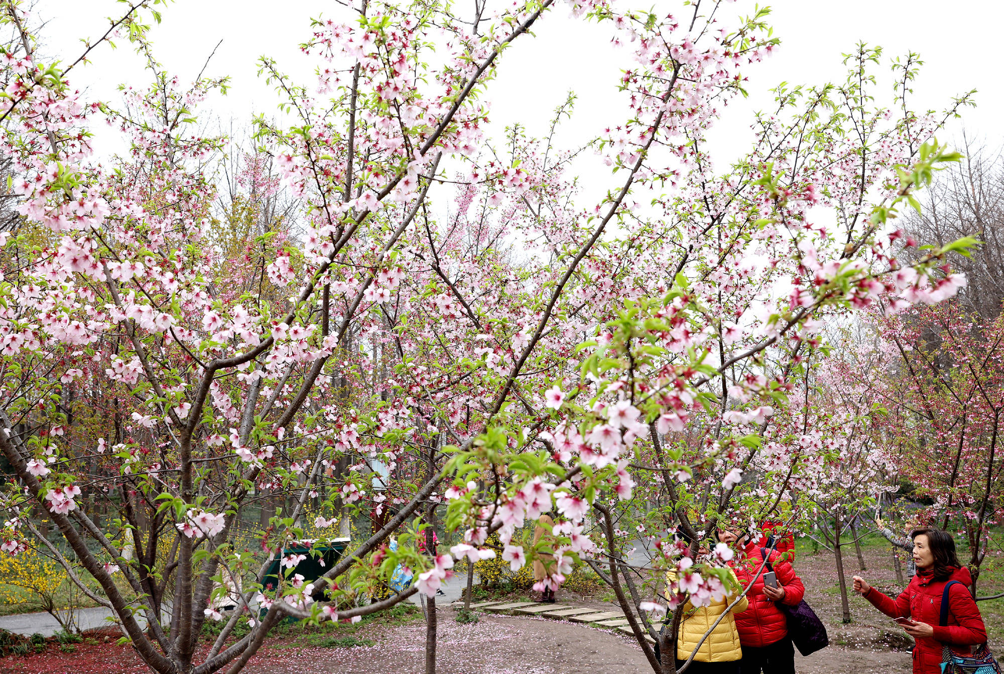2021上海樱花节开幕