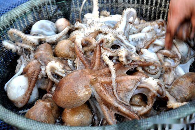 三月吃鲜正当时,虾爬子八带鮹叫不出名的海货,排队上岸价格小贵
