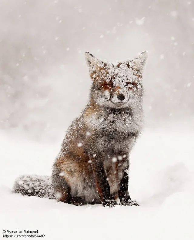 极狐是什么动物 0ecdec2728634cdc87e5dc4220b3e02f.jpeg