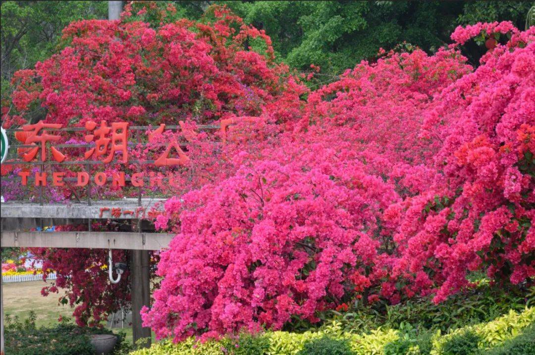 江门的春天是什么味道摘果赏花周末到江门乡间遇春吧