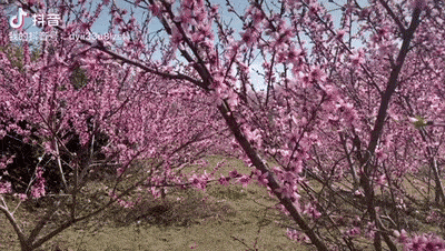 盛放期！福州海拔770米的桃花开成这模样！！！