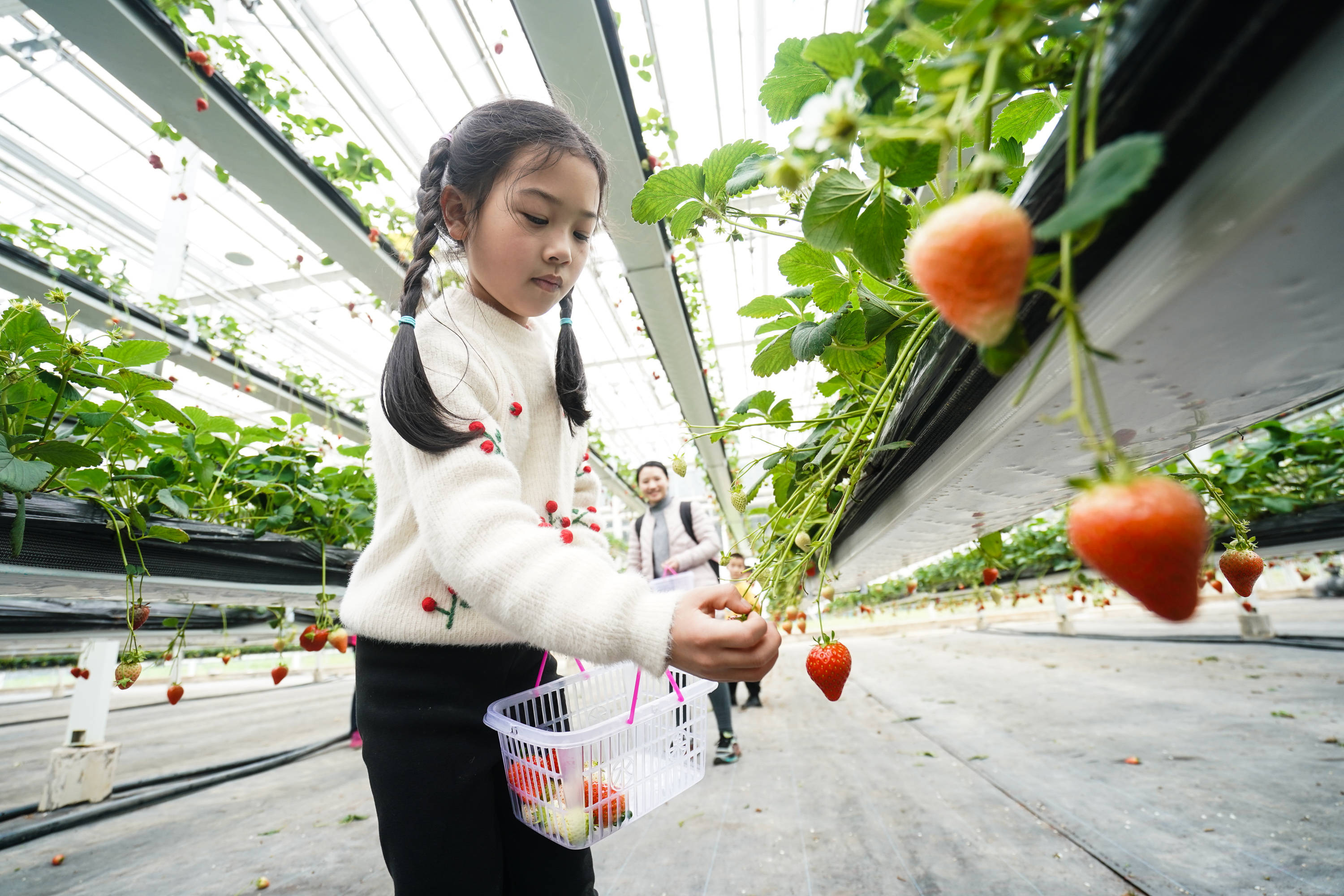 3月13日,在南京市溧水区傅家边精品草莓生活馆,游客在采摘草莓