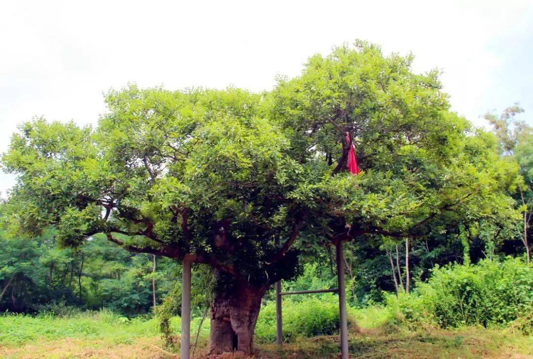 刘公岛上的百年古树，原来有这样的故事……