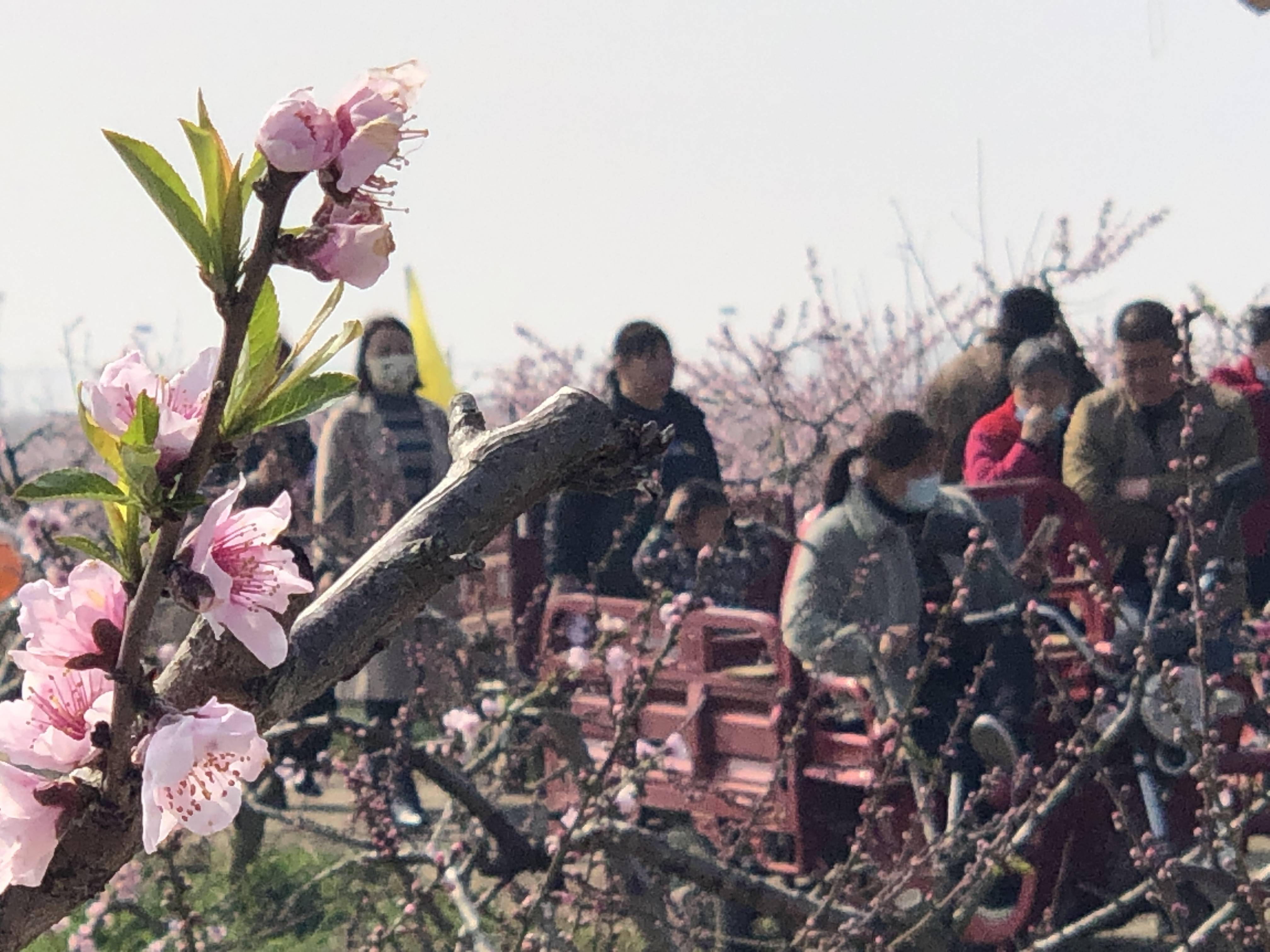 以花为媒 以桃兴农 安徽肥东举办响导桃花节